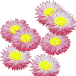 Helipterum