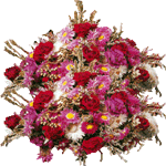 Helipterum