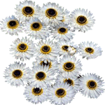 Helipterum
