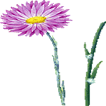 Helipterum