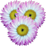 Helipterum