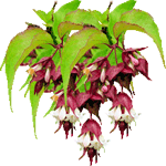 Leycesteria