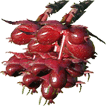 Leycesteria