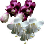 Leycesteria