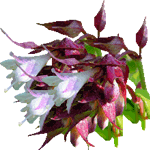 Leycesteria