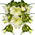 Leycesteria