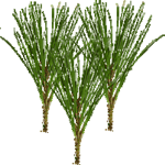 Pinija