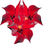Brazilski jasmin