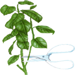 Brazilski jasmin