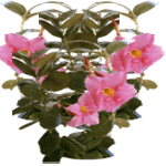 Brazilski jasmin