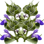 Žajbelj